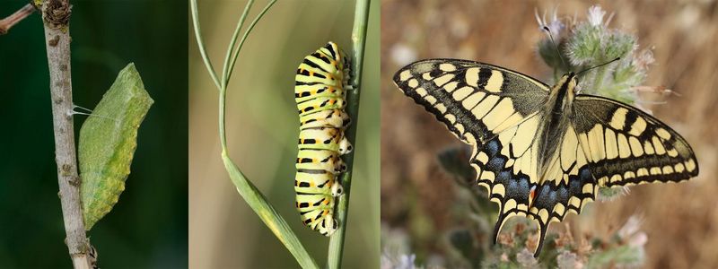 Die Fotos zeigt die Entwicklung einer Raupe zum Schmetterling