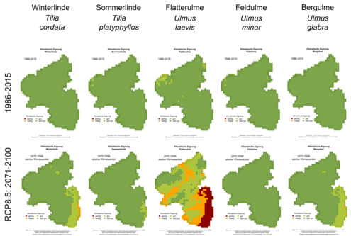 Die Graphik zeigt Klimaeignungskarten der heimischen Baumarten in Rheinland-Pfalz