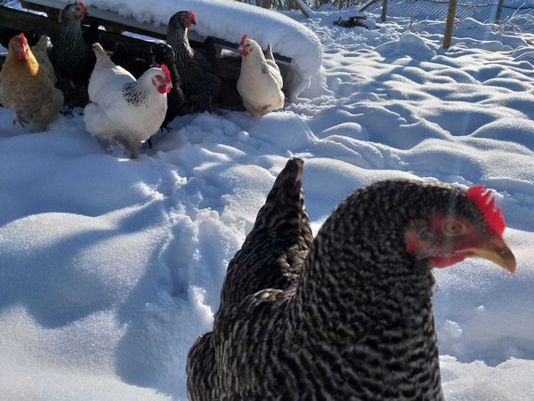Das Foto zeigt Hühner im Schnee in Bleckhausen.