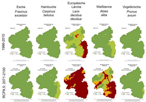Die graphik zeigt Klimaeignungskarten der heimischen Baumarten in Rheinland-Pfalz