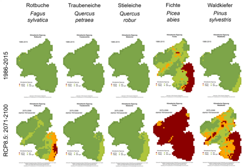 Die Graphik zeigt Klimaeignungskarten der heimischen Baumarten in Rheinland-Pfalz